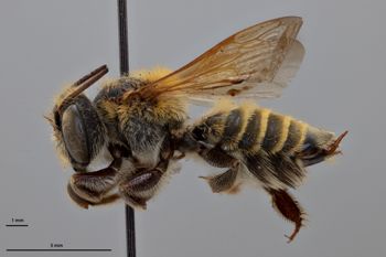 Media type: image;   Entomology 788889 Aspect: habitus lateral view
